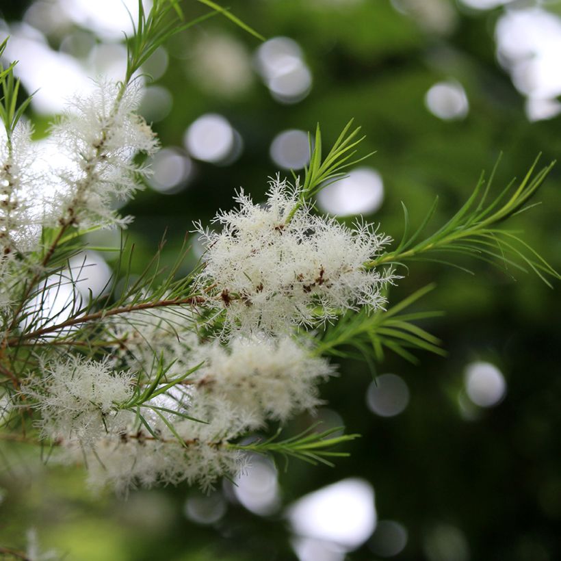 Melaleuca alternifolia - Theeboom (Bloei)