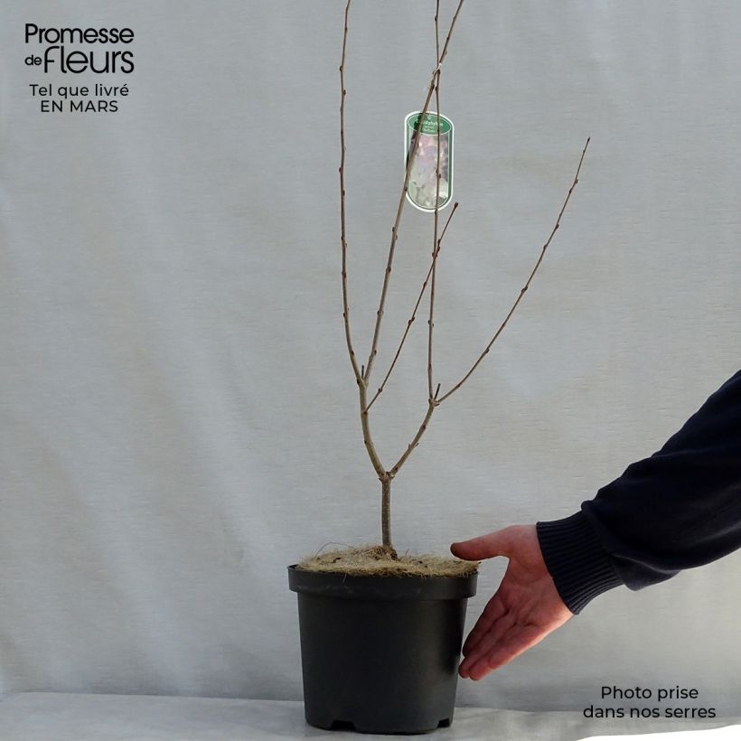 Exemplaar van Cercidiphyllum japonicum Rotfuchs - Katsuraboom Pot van 4 l/5 l zoals geleverd in de lente