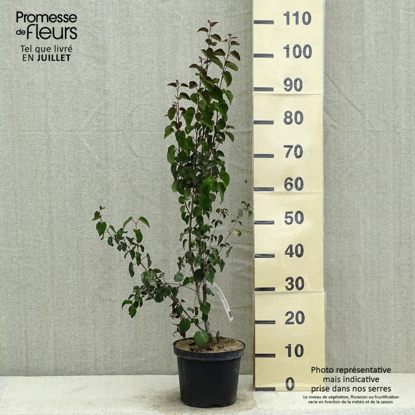 Exemplaar van Cercidiphyllum japonicum Rotfuchs - Katsuraboom Pot van 4 l/5 l zoals geleverd in de zomer