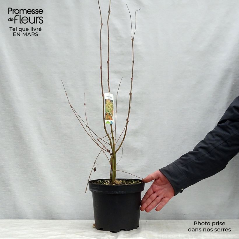 Example of Cercidiphyllum japonicum - Katsuraboom Pot van 3 l/4 l as you get in printemps