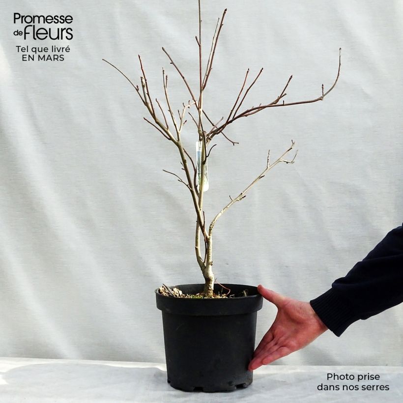 Exemplaar van Davidia involucrata - Zakdoekjesboom Pot van 7,5 l/10 l zoals geleverd in de lente