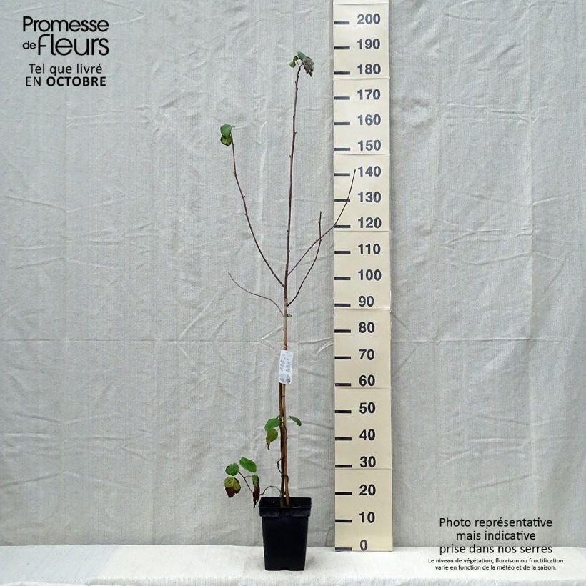 Exemplaar van Davidia involucrata - Zakdoekjesboom Pot van 4 l/5 l zoals geleverd in de herfst
