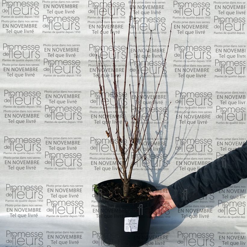 Voorbeeld van een exemplaar van Cercidiphyllum japonicum Rotfuchs - Katsuraboom Pot van 12 l/15 l zoals geleverd
