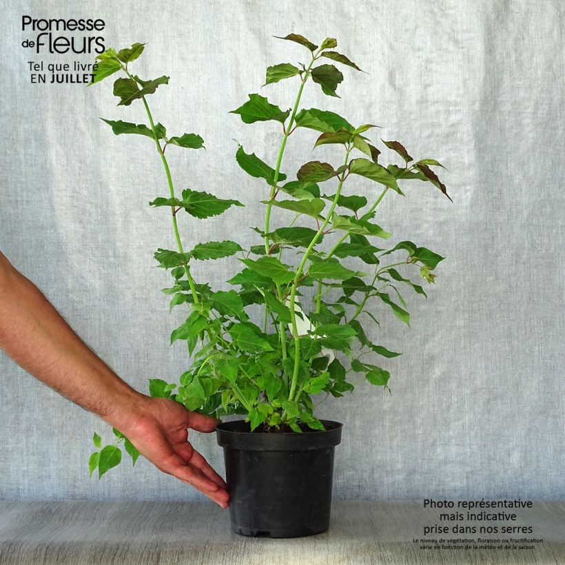 Exemplaar van Leycesteria formosa - Fazantenbes Pot van 2 l/3 l zoals geleverd in de zomer