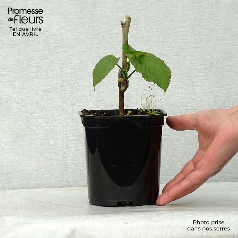 Exemplaar van Davidia involucrata Sonoma - Zakdoekjesboom Pot van 3 l/4 l zoals geleverd in de lente