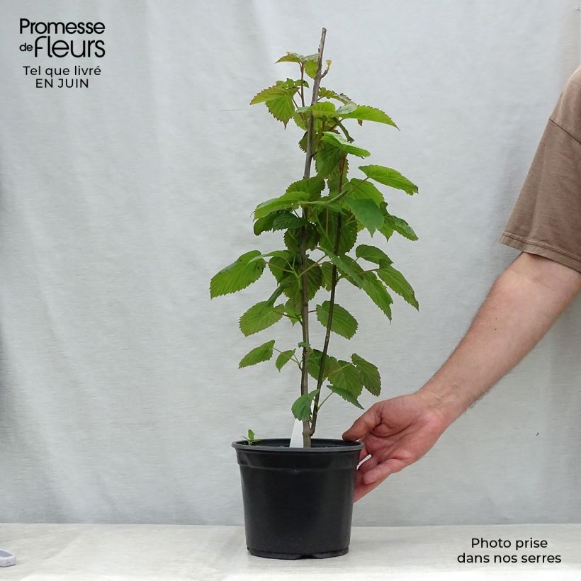 Exemplaar van Davidia involucrata - Zakdoekjesboom Pot van 4 l/5 l zoals geleverd in de zomer