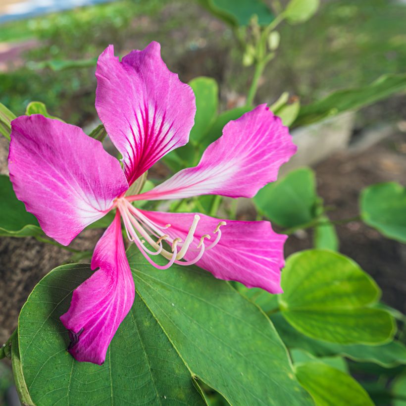 Bauhinia purpurea - Orchideeënboom (Bloei)