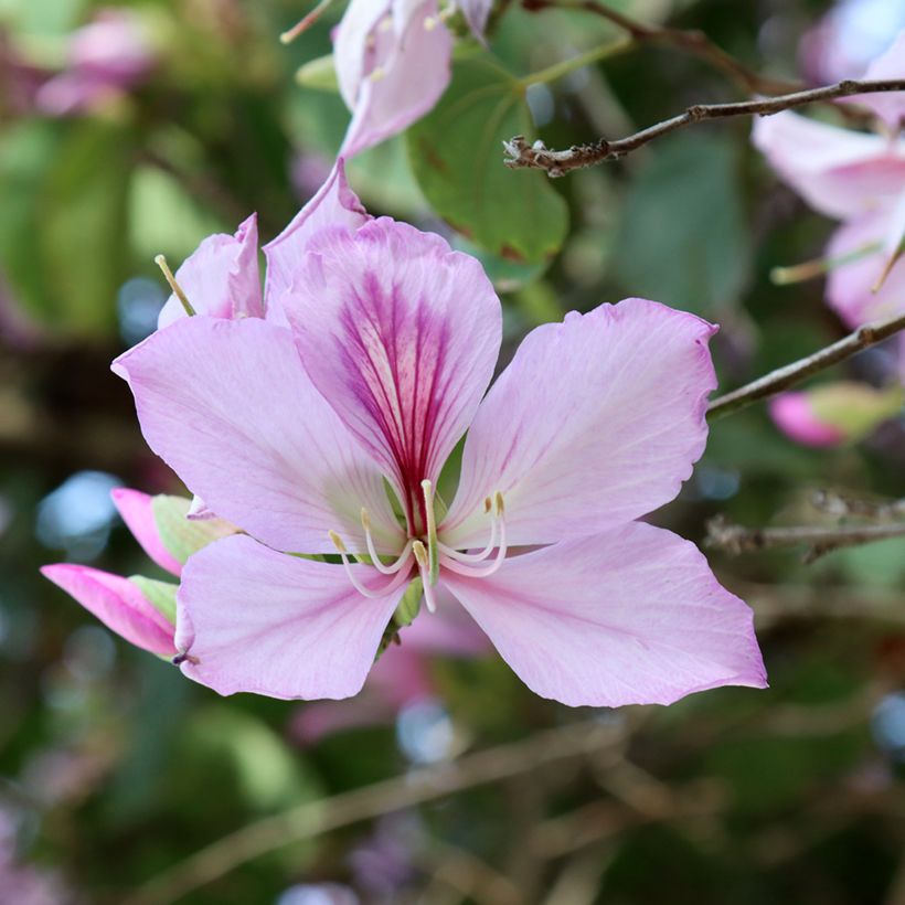 Bauhinia variegata - Orchideeënboom (Bloei)