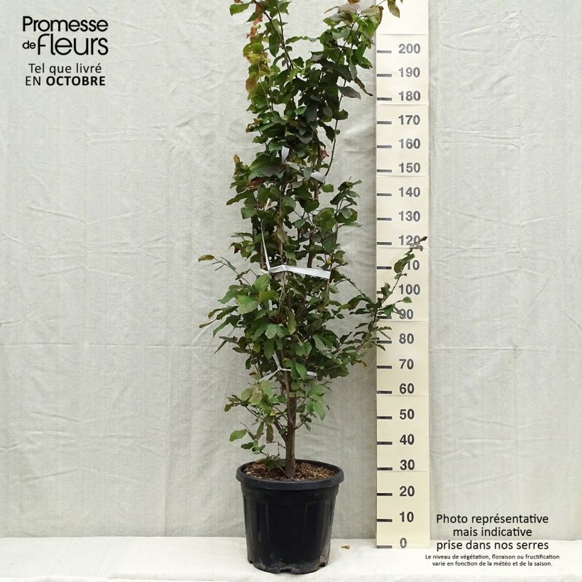 Exemplaar van Parrotia persica - Perzisch IJzerhout Pot van 30L/35L zoals geleverd in de herfst