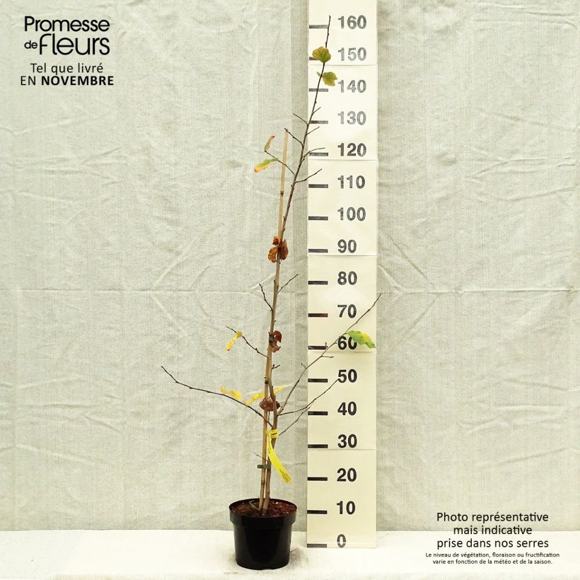 Exemplaar van Parrotia persica - Perzisch IJzerhout Pot van 3 l/4 l zoals geleverd in de herfst