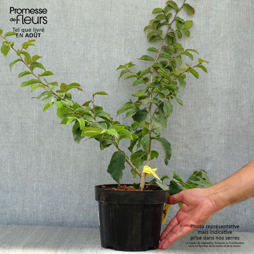 Exemplaar van Parrotia persica - Perzisch IJzerhout Pot van 3 l/4 l zoals geleverd in de zomer