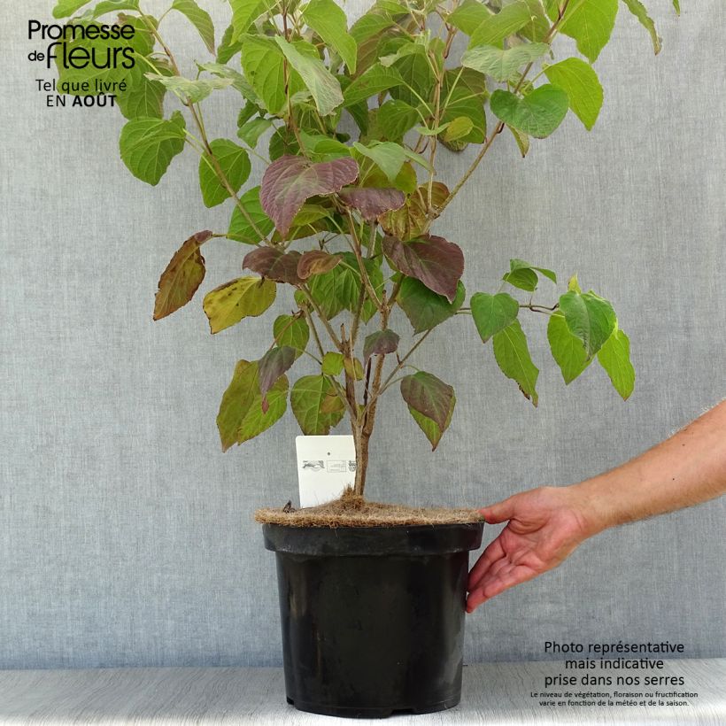 Exemplaar van Clerodendrum trichotomum - Kansenboom Pot van 7,5 l/10 l zoals geleverd in de zomer
