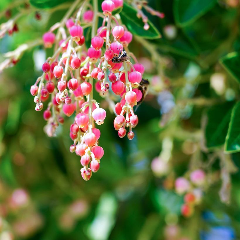 Arbutus x reyorum Marina - Aardbeiboom (Bloei)