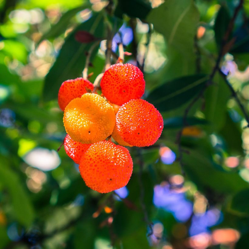 Arbutus x reyorum Marina - Aardbeiboom (Oogst)