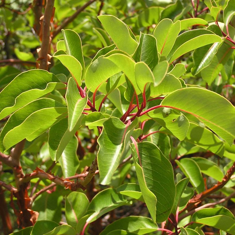 Arbutus andrachne - Griekse aardbeiboom (Blad)