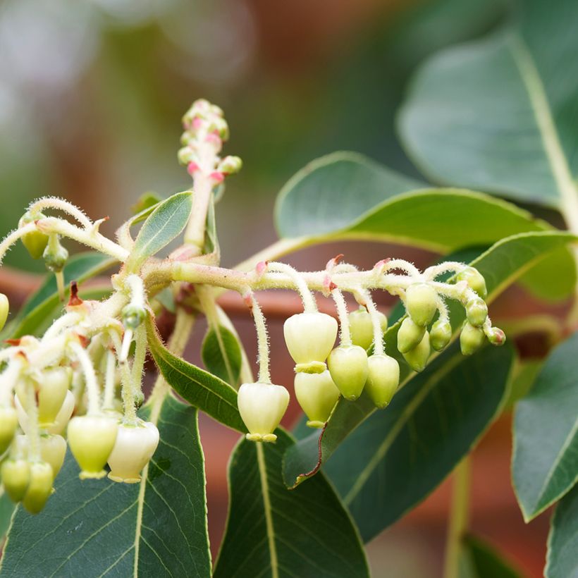 Arbutus andrachne - Griekse aardbeiboom (Bloei)