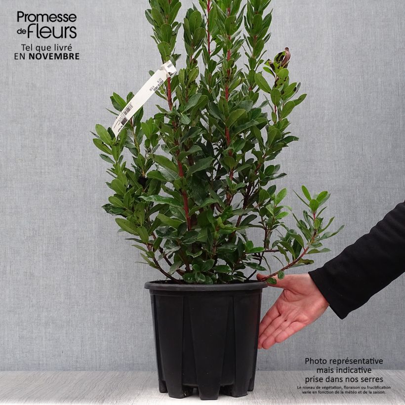 Exemplaar van Arbutus unedo - Aardbeiboom Pot van 6 l/7 l zoals geleverd in de herfst