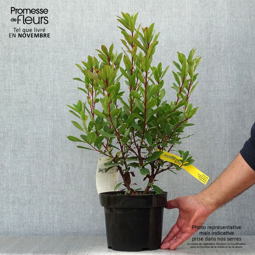 Exemplaar van Arbutus unedo - Aardbeiboom Pot van 2 l/3 l zoals geleverd in de herfst