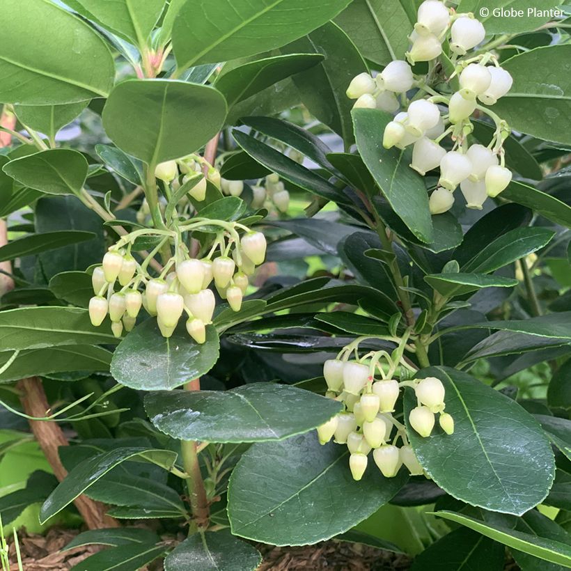 Arbutus unedo Peace and Love - Aardbeiboom (Bloei)
