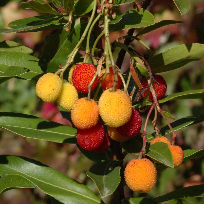 Arbutus unedo Roselily - Aardbeiboom (Oogst)