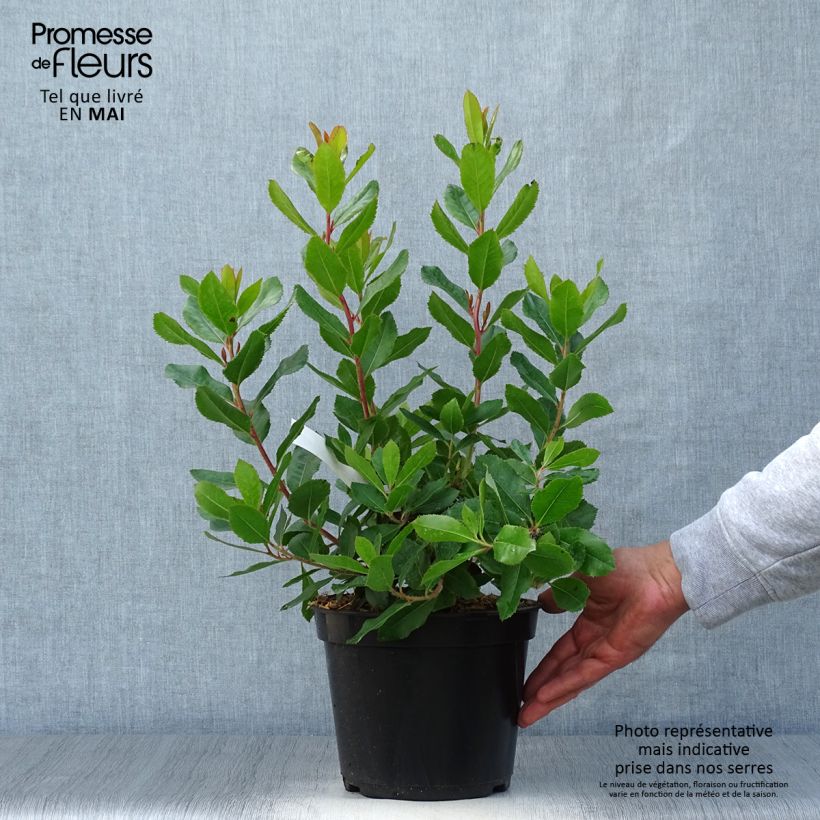 Exemplaar van Arbutus unedo Roselily - Aardbeiboom Pot van 3 l/4 l zoals geleverd in de lente
