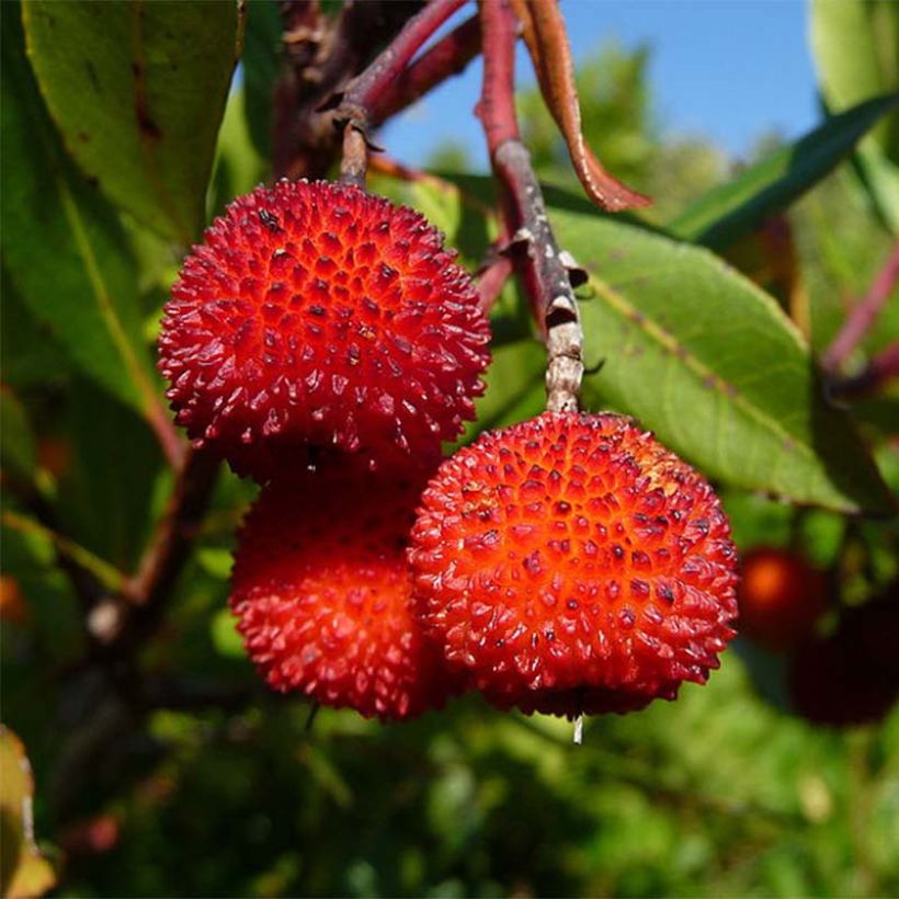 Arbutus unedo Rubra - Aardbeiboom (Harvest)
