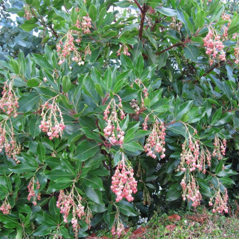 Arbutus unedo Rubra - Aardbeiboom (Plant habit)