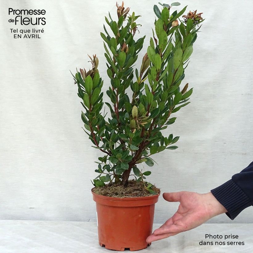 Example of Arbutus unedo Rubra - Aardbeiboom Pot van 3 l/4 l as you get in printemps