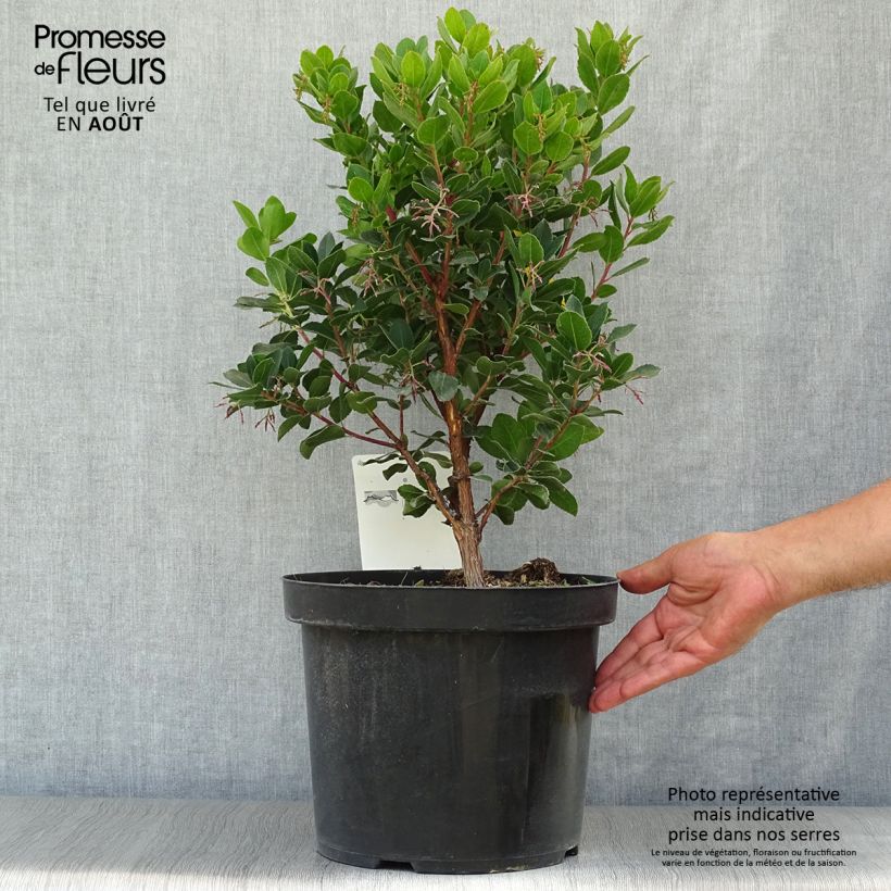 Exemplaar van Arbutus unedo Rubra - Aardbeiboom Pot van 7,5 l/10 l zoals geleverd in de zomer