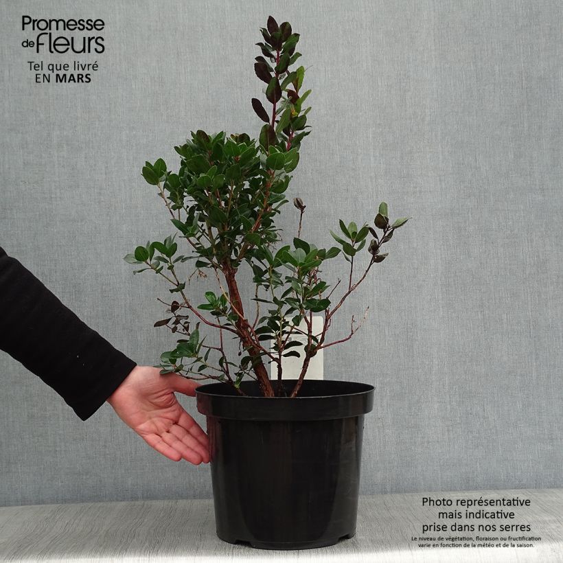 Example of Arbutus unedo Rubra - Aardbeiboom Pot van 7,5 l/10 l as you get in hiver