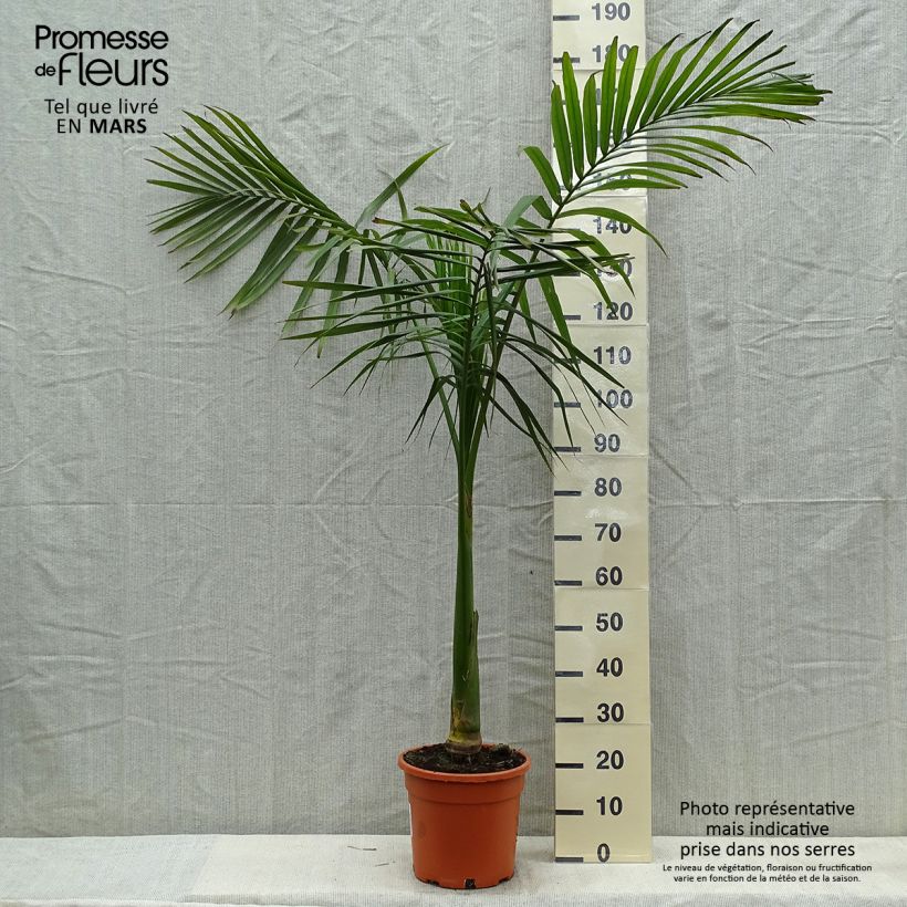 Example of Archontophoenix alexandrae - Koningspalm Pot van 7,5 l/10 l as you get in printemps
