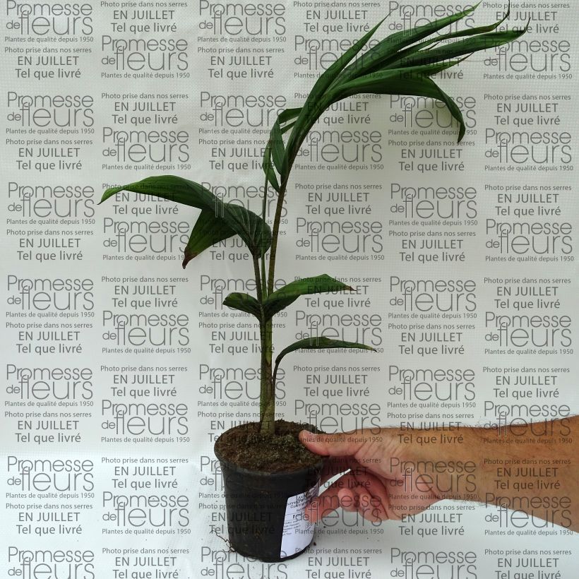 Exemplaar van Archontophoenix cunninghamiana - Koningspalm Pot van 12 cm / 13 cm zoals geleverd in de zomer