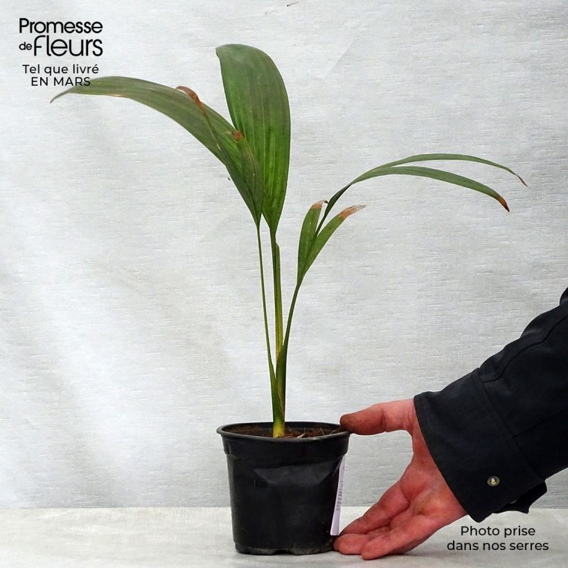 Exemplaar van Archontophoenix maxima - Koningspalm Pot van 12 cm / 13 cm zoals geleverd in de lente