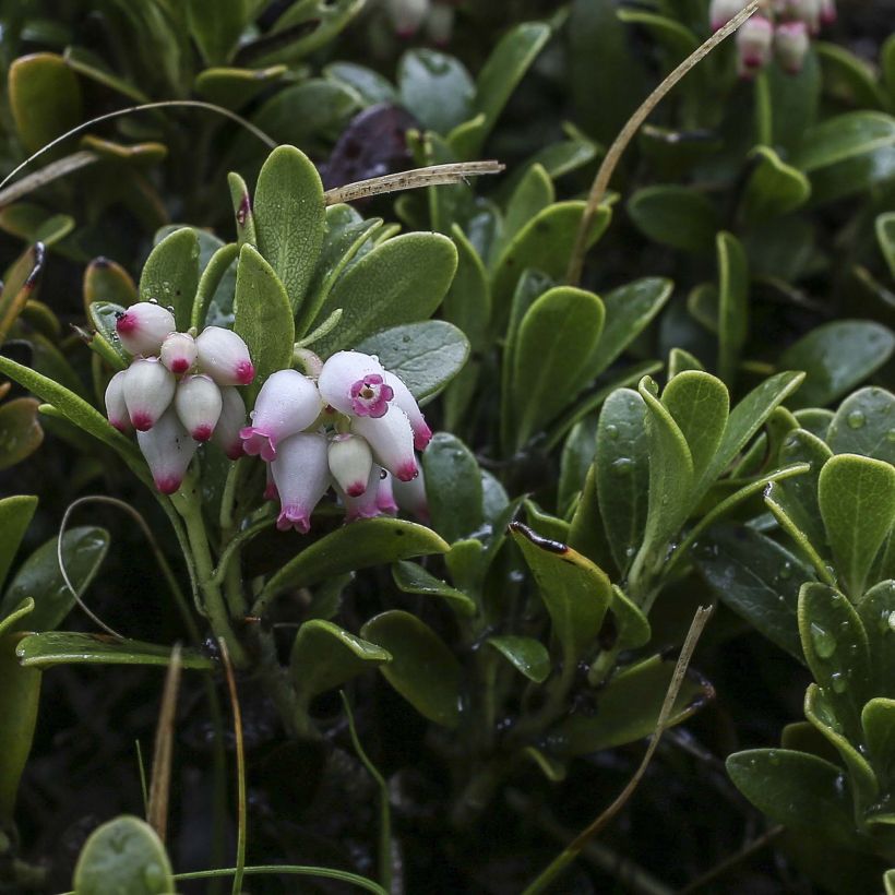 Arctostaphylos uva-ursi - Berendruif (Bloei)