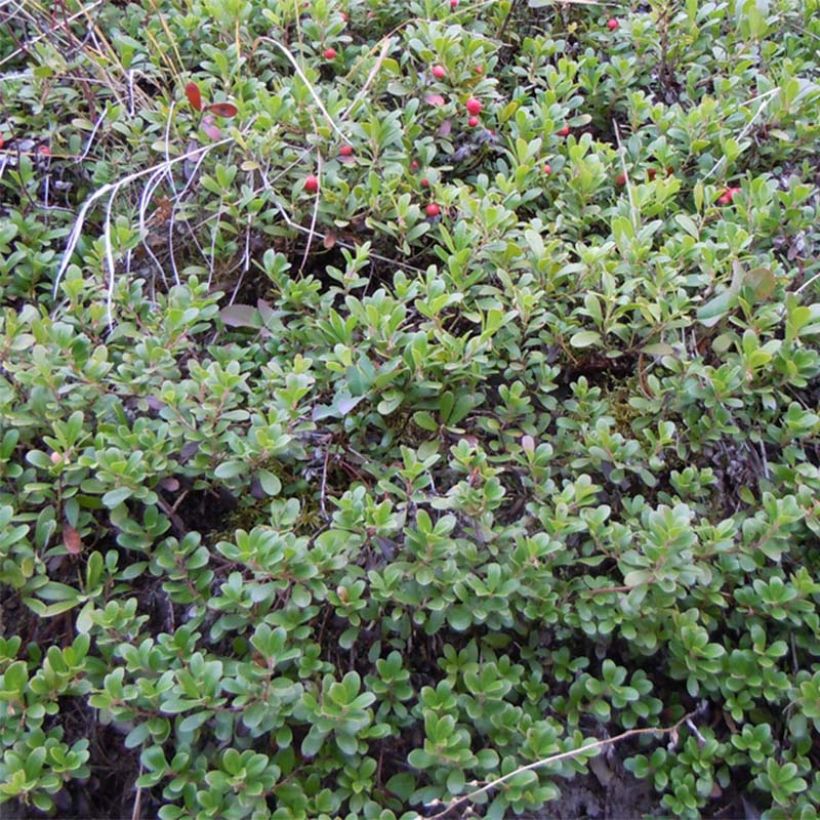 Arctostaphylos uva-ursi - Berendruif (Groeiplaats)