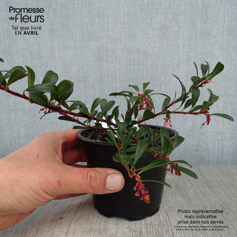 Exemplaar van Arctostaphylos uva-ursi - Berendruif Kweekpotje van 8/9 cm zoals geleverd in de lente
