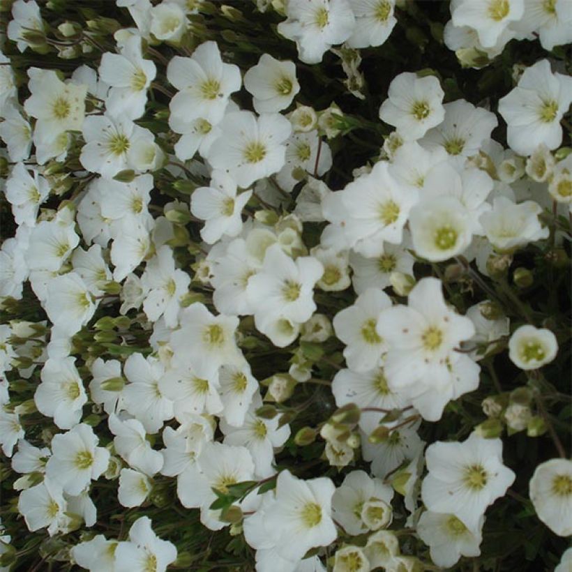Arenaria montana - Zandkruid (Bloei)
