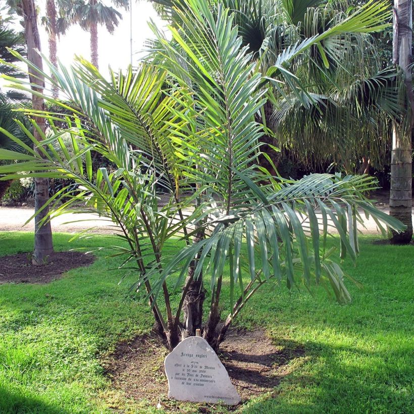 Arenga englerii - Dwergsuikerpalm (Groeiplaats)