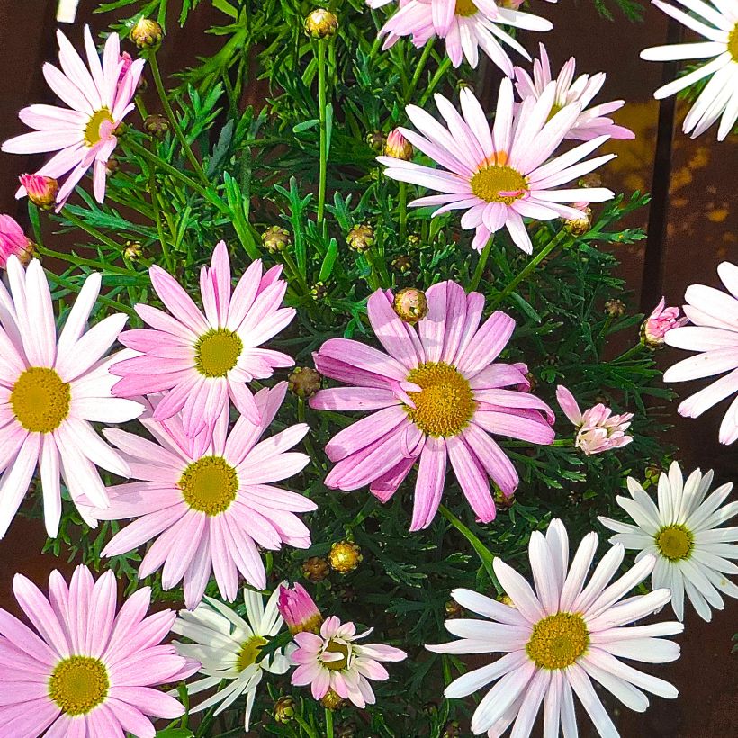 Argyranthemum Gills Pink - Struikmargriet (Groeiplaats)