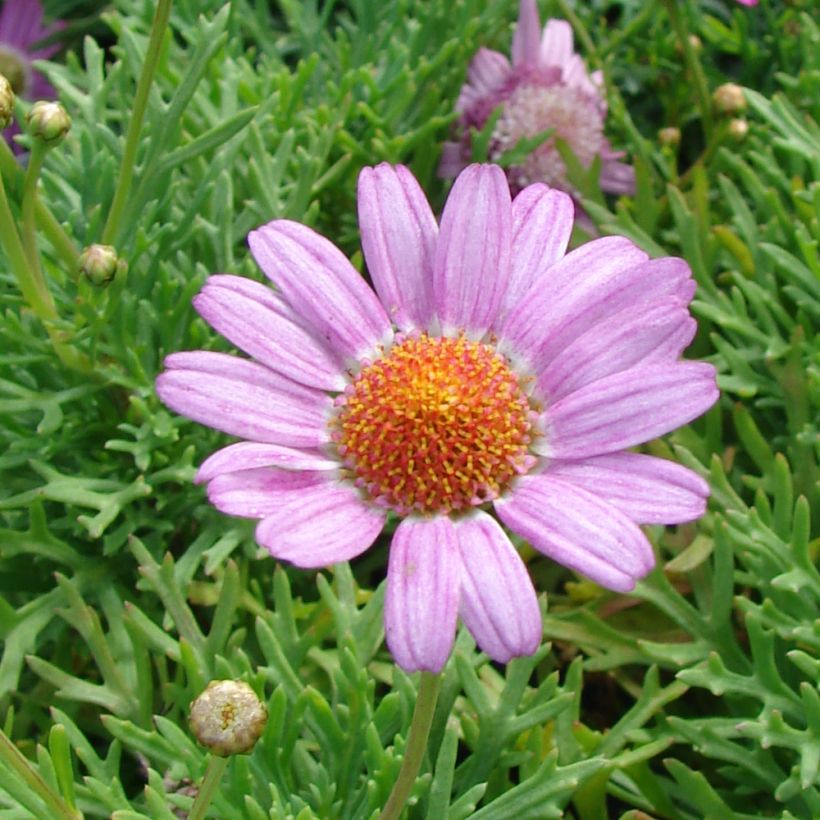 Argyranthemum Petite Pink - Struikmargriet (Bloei)