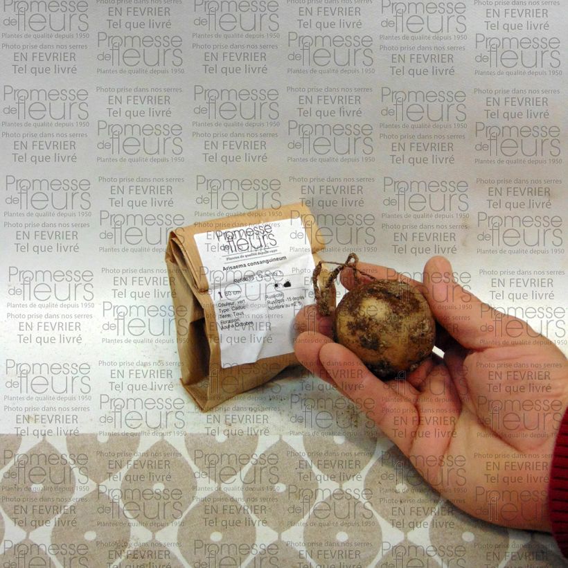 Voorbeeld van een exemplaar van Arisaema consanguineum - Cobralelie Bol zoals geleverd