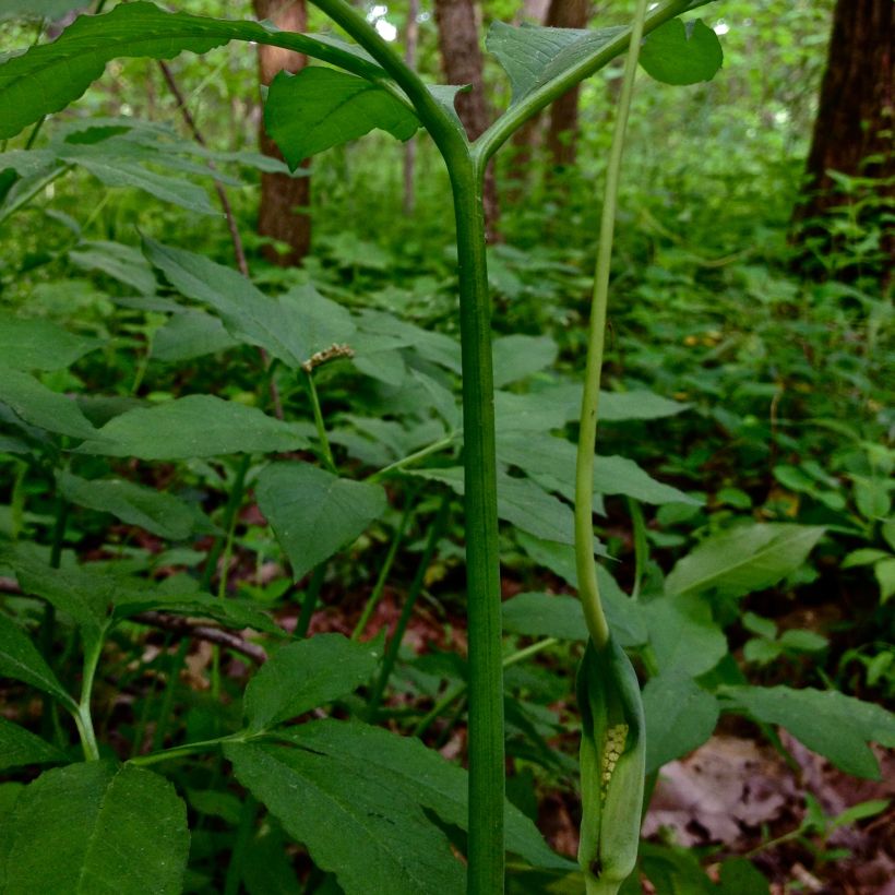 Arisaema dracontium - Cobralelie (Bloei)