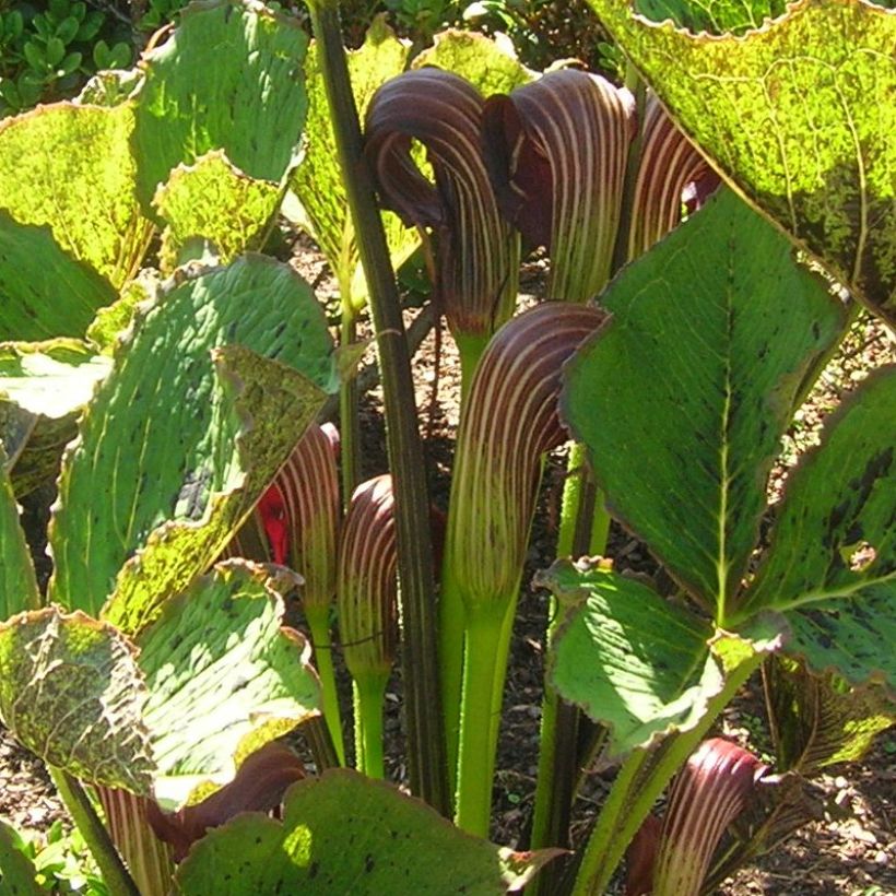 Arisaema elephas - Cobralelie (Bloei)