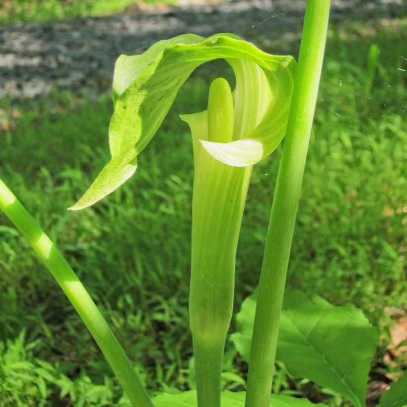 Arisaema erubescens - Cobralelie (Bloei)