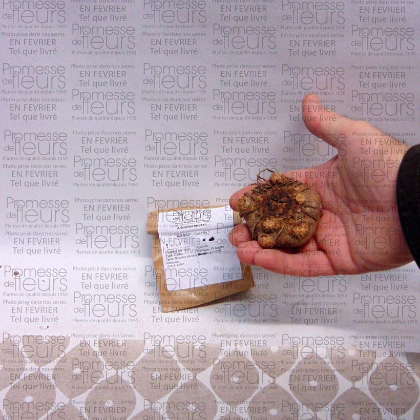 Voorbeeld van een exemplaar van Arisaema fargesii - Cobralelie Bol zoals geleverd