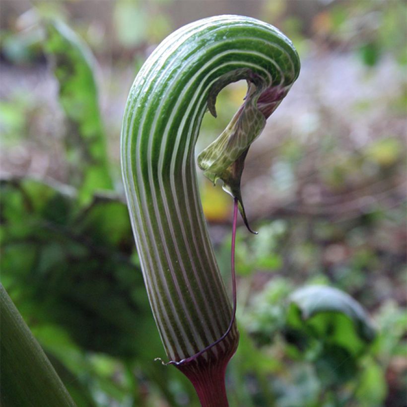 Arisaema galeatum - Cobralelie (Bloei)