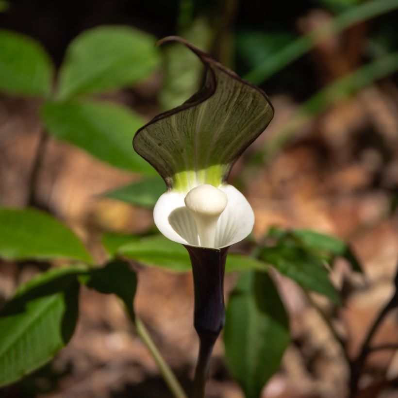 Arisaema sikokianum - Cobralelie (Bloei)