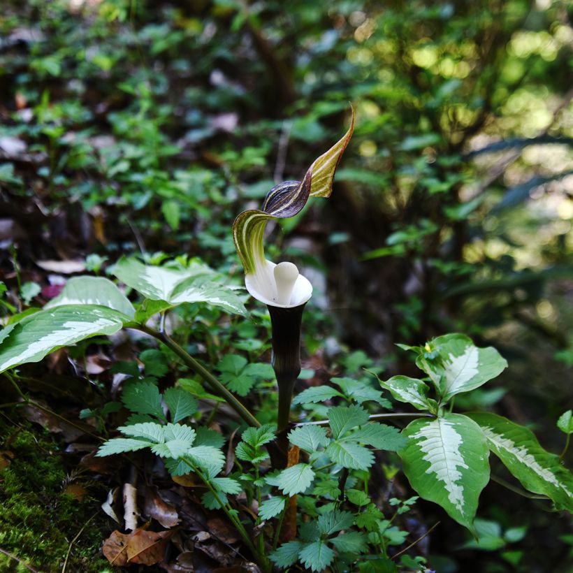 Arisaema sikokianum - Cobralelie (Groeiplaats)