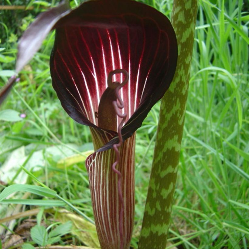 Arisaema speciosum - Cobralelie (Bloei)