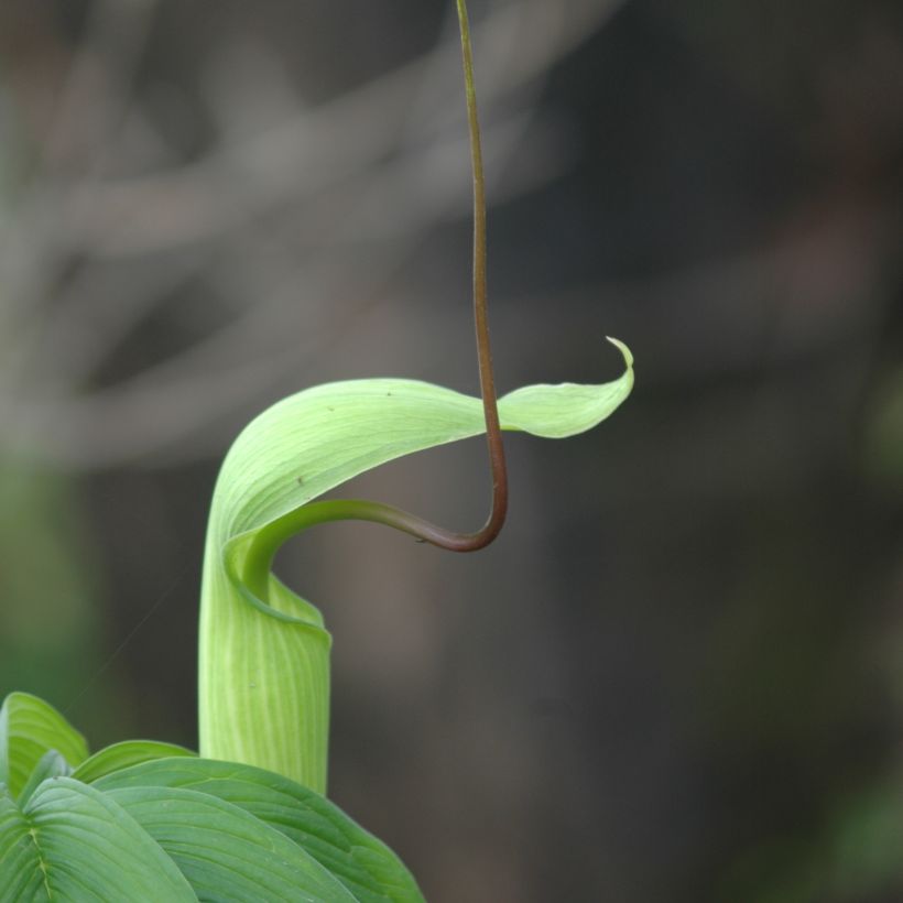 Arisaema tortuosum - Cobralelie (Bloei)
